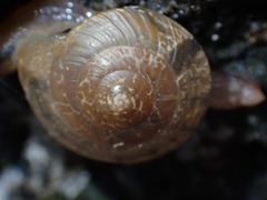 Nitor subrugatus