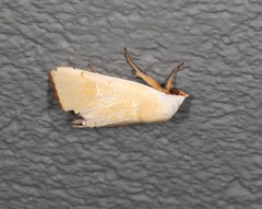 Xanthodes amata