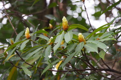 Machilus thunbergii