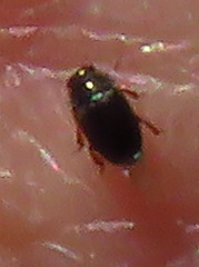 Brassicogethes aeneus