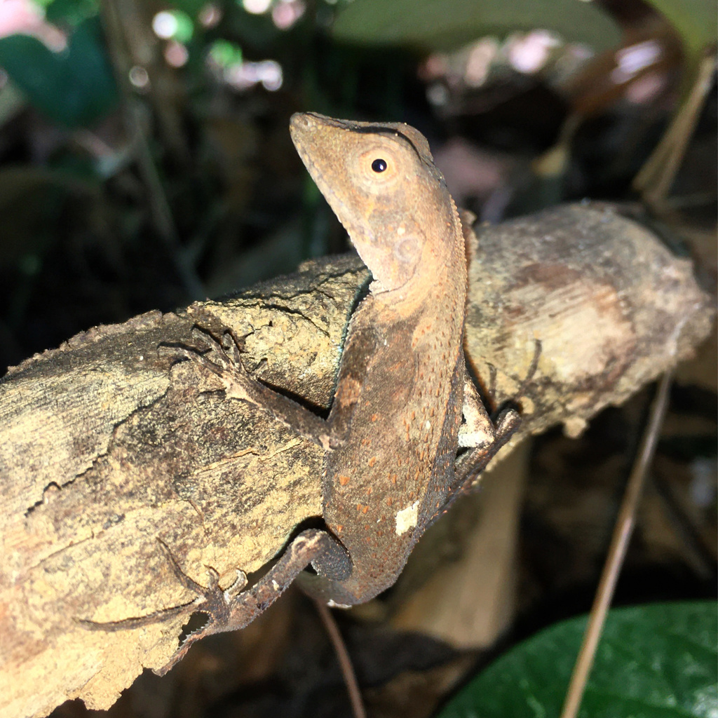 Short-Tailed Bay Island Forest Lizard