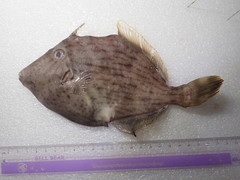 Stephanolepis cirrhifer