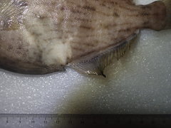 Stephanolepis cirrhifer