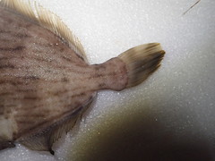 Stephanolepis cirrhifer