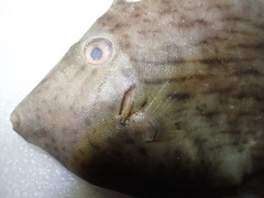 Stephanolepis cirrhifer