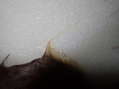 Stephanolepis cirrhifer