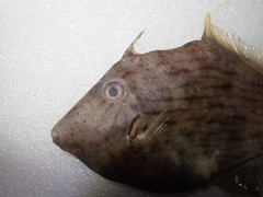 Stephanolepis cirrhifer