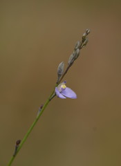 Comesperma defoliatum