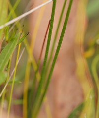 Comesperma defoliatum
