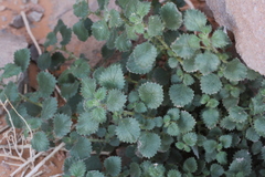 Forsskaolea