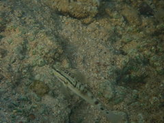 Amblygobius stethophthalmus