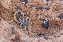 Androctonus amoreuxi