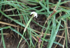 Dianthus micropetalus