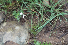 Dianthus micropetalus