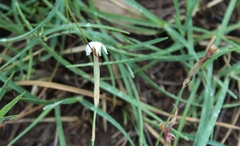 Dianthus micropetalus
