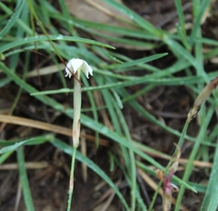 Dianthus micropetalus