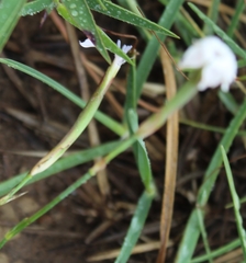 Dianthus micropetalus