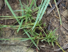 Dianthus micropetalus