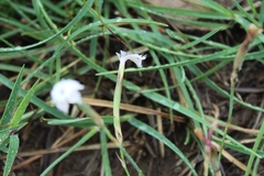 Dianthus micropetalus