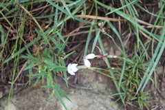 Dianthus micropetalus