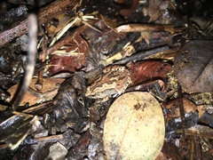 Microhyla chakrapanii