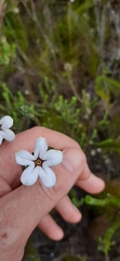 Adenandra obtusata