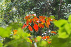 Triadica cochinchinensis