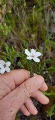 Adenandra obtusata