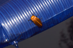Abscondita