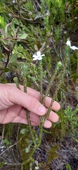 Adenandra obtusata