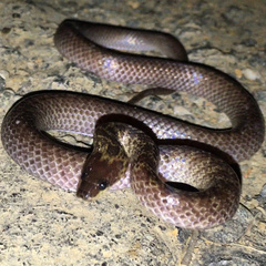 Lycodon hypsirhinoides