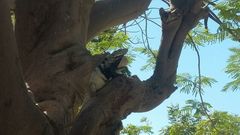 Ctenosaura hemilopha