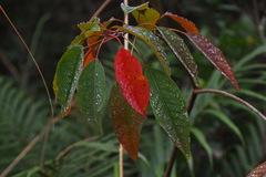 Triadica cochinchinensis