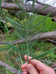 Acacia suaveolens