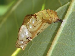 Phaedyma shepherdi