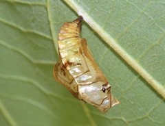 Phaedyma shepherdi