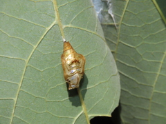 Phaedyma shepherdi