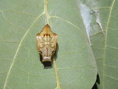 Phaedyma shepherdi