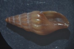Bela