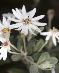 Olearia brevipedunculata