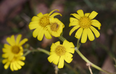 Senecio pinnatifolius alpinus