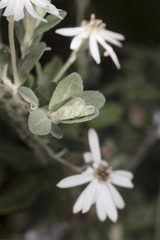 Olearia brevipedunculata