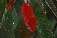 Triadica cochinchinensis