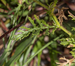 Senecio pinnatifolius alpinus