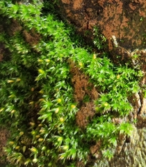 Orthotrichum diaphanum