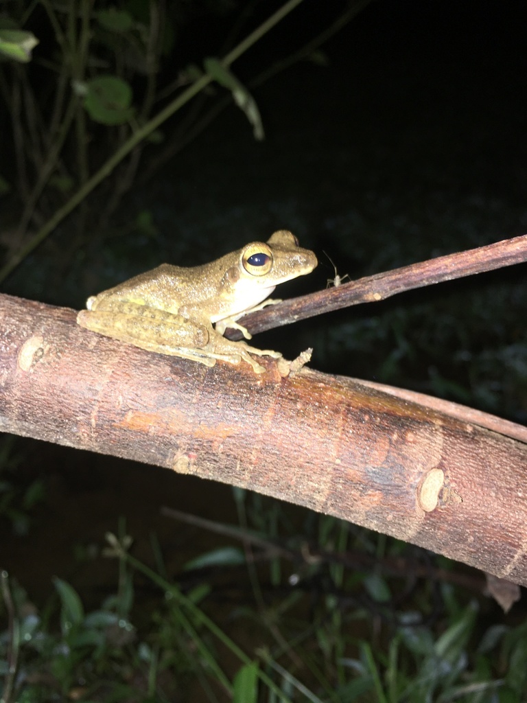 Nicobar Tree Frog