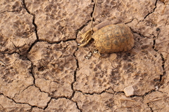Testudo graeca