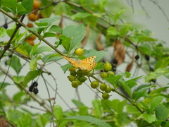 Phalanta phalantha phalantha