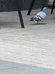 Columba livia domestica