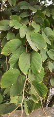 Bauhinia variegata
